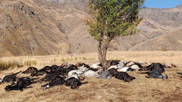 Derecik'te yıldırım düştü, 62 hayvan telef oldu