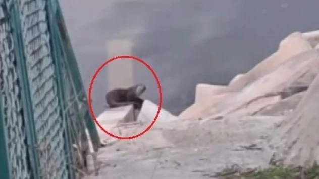 Devegeçidi Barajı'nda nesli tehdit altında olan su samuru görüldü