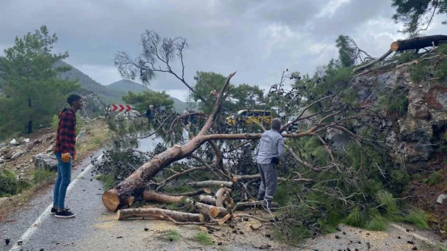 Devrilen ağaç yolu ulaşıma kapattı