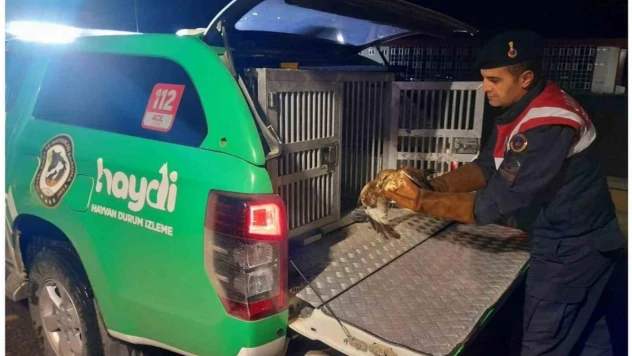 Devriye gezen jandarma ekipleri yaralı Kızıl Şahin buldu