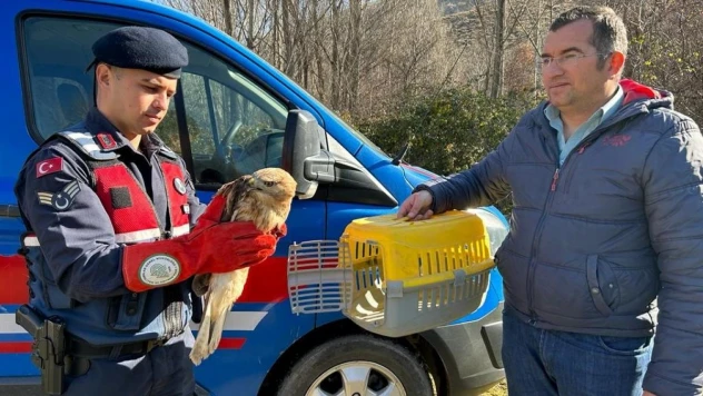 Devriye gezen jandarma ekipleri yaralı kızıl şahin buldu