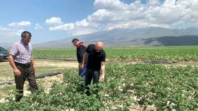 Doğubayazıt Kaymakamı Ekinci, meyve ve sebze bahçelerinde incelemelerde bulundu