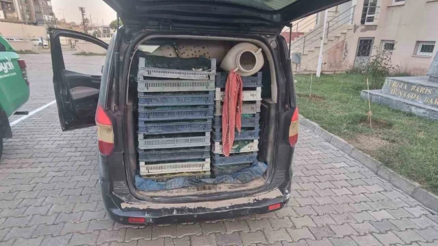 Kaçak kurbağa avcılığına jandarma operasyonu