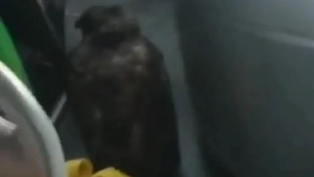 Dolmuşta yırtıcı kuşla yolculuk yaptılar