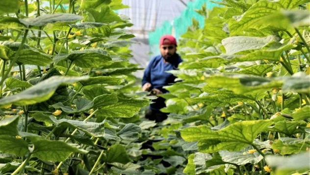 Domates serasında günlük 666 TL'ye çalışacak eleman bulunamıyor