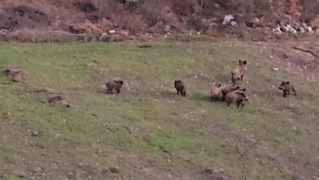 Domuz sürüsü buğday ekili tarlada görüntülendi