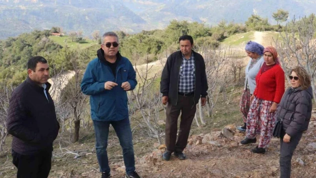 Efeler'de sarı lop incir fidanlarının gelişimi izleniyor