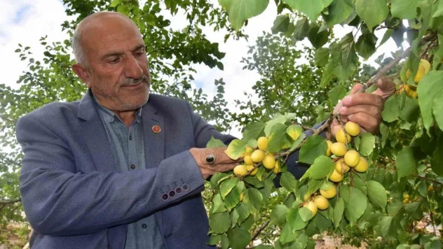 Ekim ayında meyve veren kayısı ağacı şaşırttı