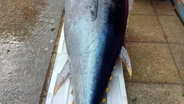 Elazığ'da 1 metre 74 santimetrelik dev orkinos yoğun ilgi gördü