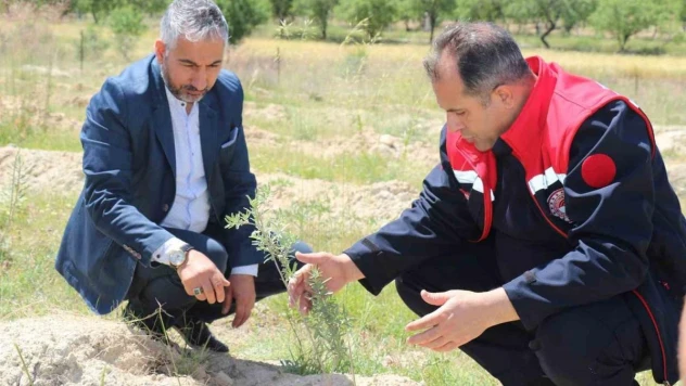 Elazığ'da dikimi yapılan 'Amerikan Tuz Çalısı' başarılı oldu