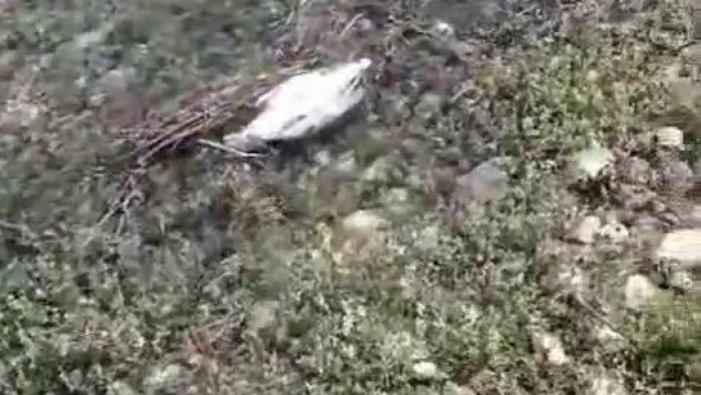 Elazığ'da martı ölümlerinin nedeni ortaya çıktı: NDV tespit edildi