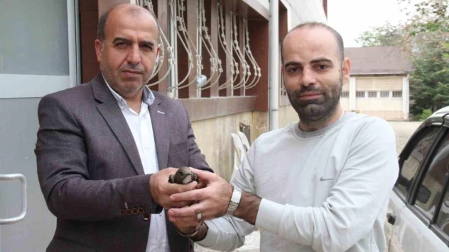 Elazığ'da vatandaşın bulduğu ebabil kuşu, koruma altına alındı