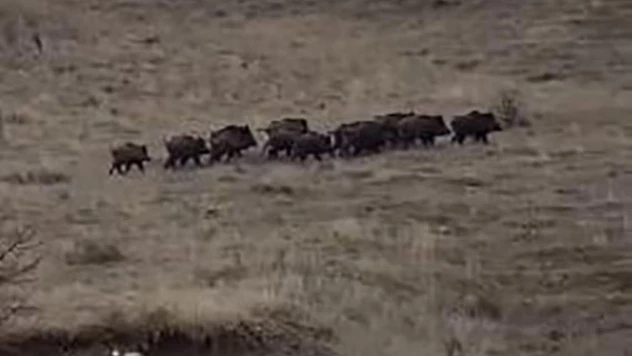 Elazığ'da yiyecek arayan domuz sürüsü görüntülendi