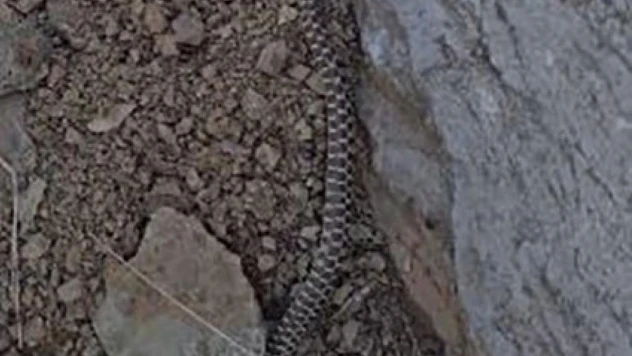Elazığ'da zehirli kocabaş yılanı görüntülendi