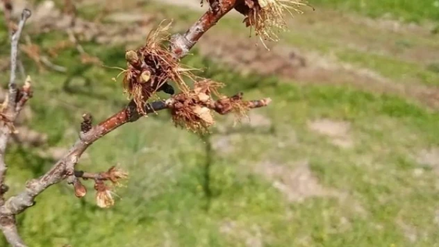 Elazığ'da üretici büyük zarara uğradı