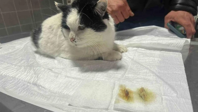 Endoskopi yapılan kedinin midesinden çıkanlar pes dedirtti