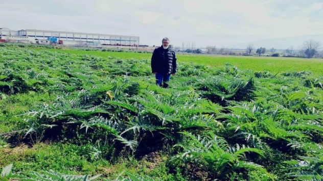 Enginarın sırrını çözmek için araştırma tarlası oluşturdu