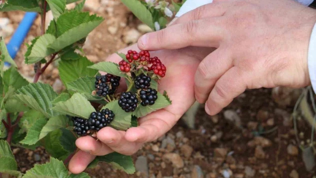 Erzincan'da böğürtlen yetiştiriciliğine başladı