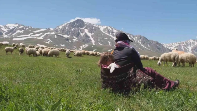 Erzincan'da meralar küçükbaş hayvanlarla şenlendi