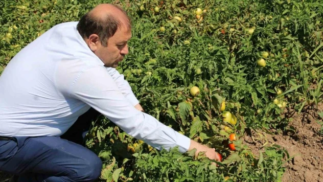 Erzincan'da sanayi tipi domates yetiştiriciliği gelişiyor