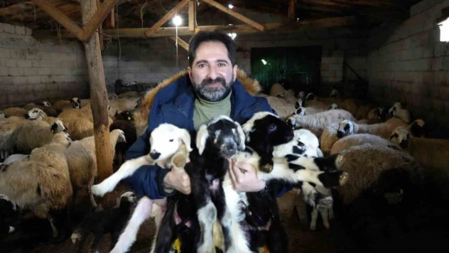 Erzincan'da yeni yılın ilk kuzuları dünyaya geldi