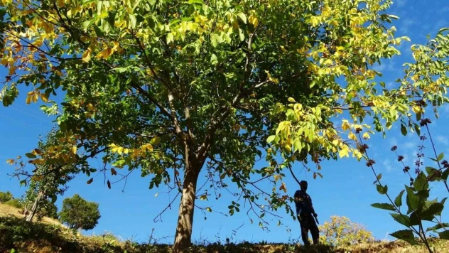 Erzincan'ın Sancak kenti Kemah: 32 bin ceviz ağacı yetiştiriciliği ile ekonomiye katkı sağlıyor