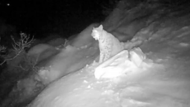 Eşine kur yapan vaşak böyle görüntülendi