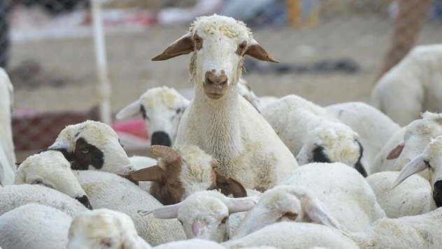 Eskişehir'de küçükbaş hayvan yetiştiricilerine büyük destek