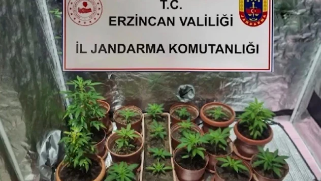 Evinde Hint keneviri yetiştiren 1 kişi gözaltına alındı