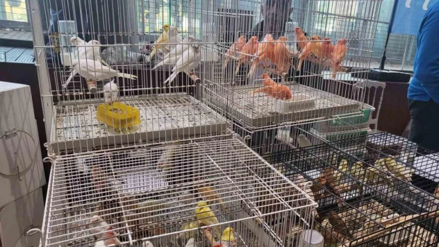 Eyüpsultan'da Kanarya ve Kafes Kuşları Festivali ziyaretçilerini ağırlamaya devam ediyor