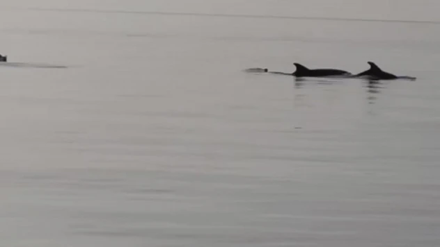 Gemlik'te yunuslar görsel şölen oluşturdu