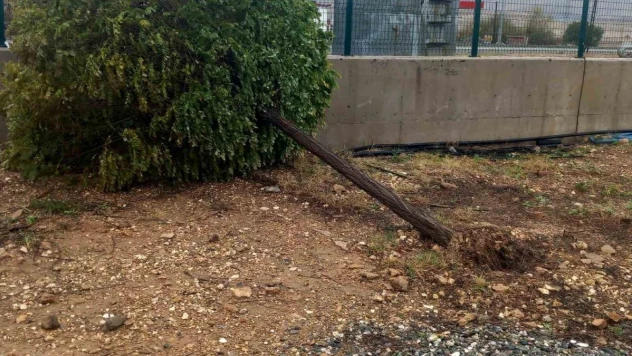 Gercüş'te fırtına ağaçları devirdi