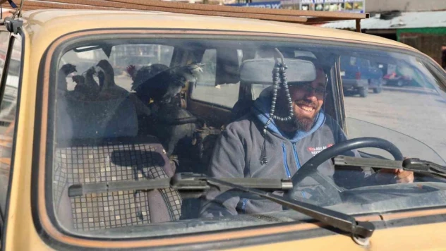 Gezen tavuk olsun diye tavuklarını otomobille gezdiriyor