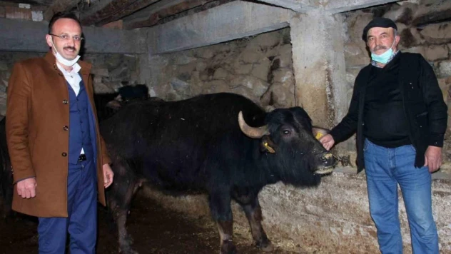 Giresun'da 273 manda işletmesine  5 milyon 295 bin 250 TL destek ödemesi yapıldı