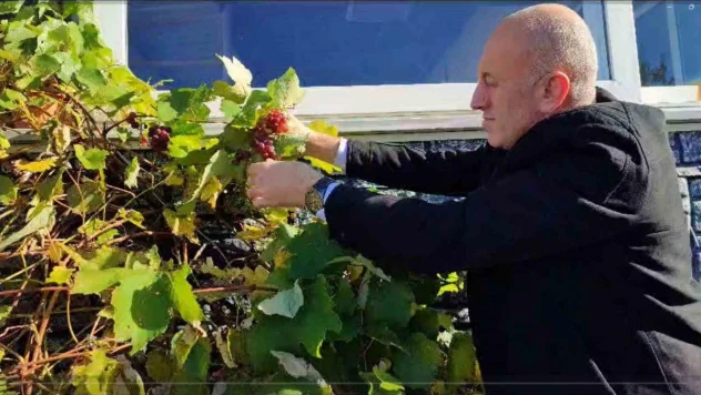 Giresun'da Aralık ayında asma dalında üzümü görenler şaşkına döndü