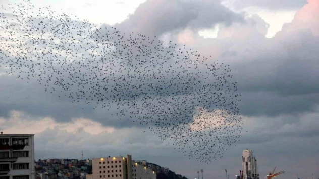 Gökyüzünde sığırcık şöleni