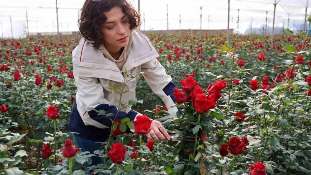 Gül, rekolte ve fiyatıyla üreticileri memnun ediyor