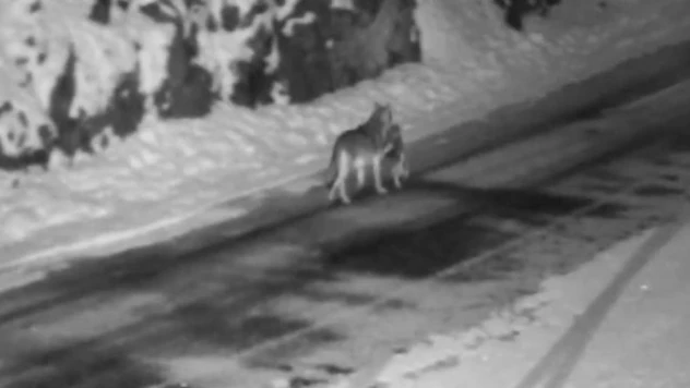 Gümüşhane'de aç kalan kurtlar avladıkları sokak köpeğini taşırken görüntülendi