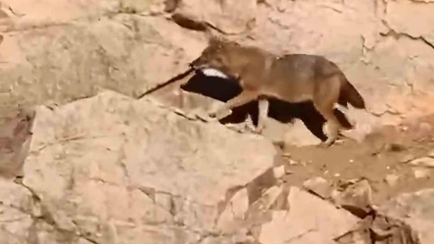 Gümüşhane'de kurtlar ana yola kadar indi