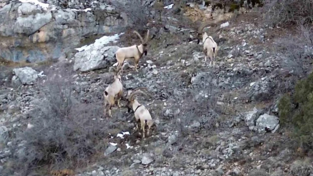 Gümüşhane'de yaban keçileri ve ayılar dronla görüntülendi