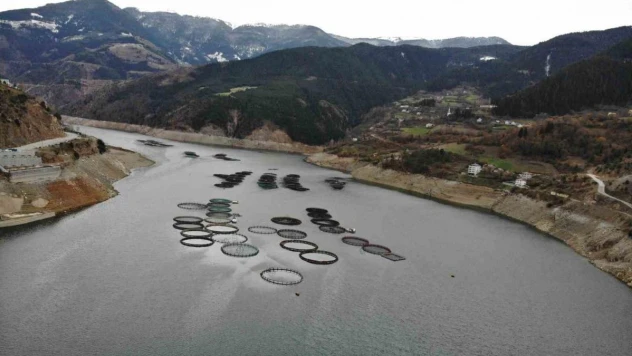 Gümüşhane'nin karlı dağlarının arasından dünyaya balık ihracatı