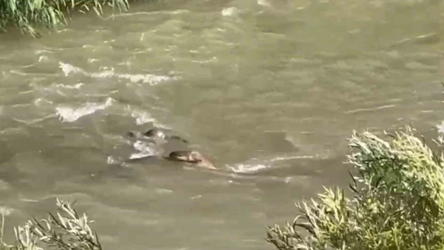 Hakkari'de 3 su samuru görüntülendi
