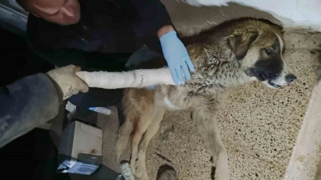 Hakkari'de aracın çarptığı köpek yaralandı