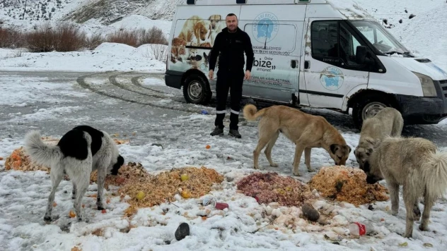 Hakkari'de sokak hayvanlarına yiyecek bırakıldı