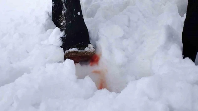 Hakkari'de toynağı kopan at kurtarıldı