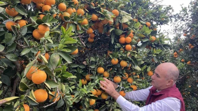Hasat başladı: Türkiye'nin portakal üretiminin yüzde 50'sini Doğu Akdeniz karşılıyor