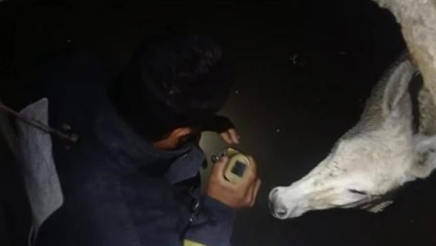 Hatay'da kuyuya düşen eşek kurtarıldı