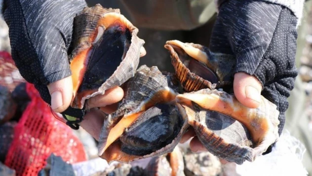 Hayvansal ürünler, Türkiye'ye döviz olarak geri döndü