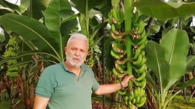 Hırsızlar 300 muz ağacını talan etti, üretici 200 bin lira zarar girdi