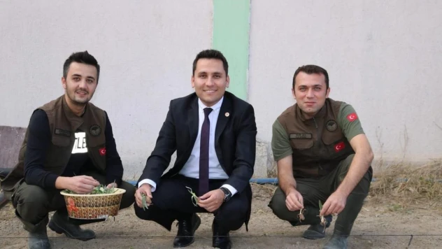 İhsaniye'de salep yetiştiriliyor